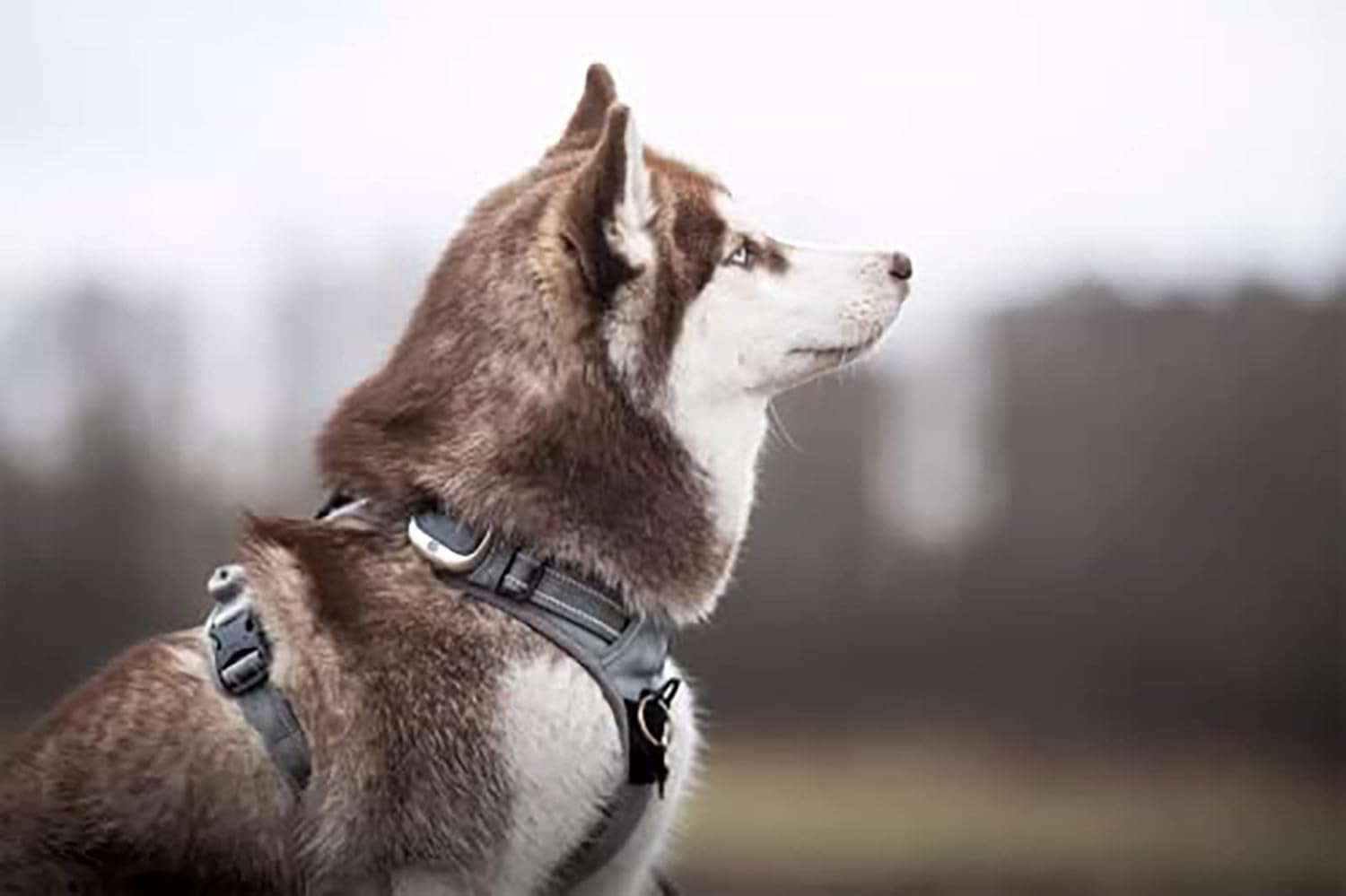 Adjustable No-Pull Dog Harness Reflective Pup Vest 